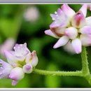 반딧불이민박 이미지