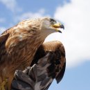 독수리 이미지
