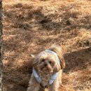 아임댕댕 이미지