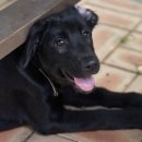 힐링독파크 이미지