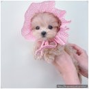 퍼피블랑 이미지