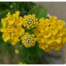 YELLOW HILL 이미지