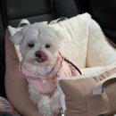 안전자동차 | 강아지 카시트, 5만원 득템한 애견 차시트 자동차 안전벨트 후기