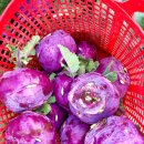 승현1농장 이미지