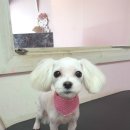 지아 애견샵 이미지