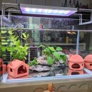 까만통 | 몽키바나나 구피 임신 - 까만 깨눈 보일 때 어항 꾸미기 세팅 환경