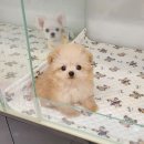 강아지분양 애견분양 꽃강아지 광진점 이미지