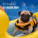 해피독 애견펜션2 이미지