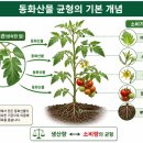 과실작물 재배업 - 완주군 원광곡1길 31-23 | 동화산물 균형, 작물 생육 관리에 필요한 토마 재배 핵심 원리