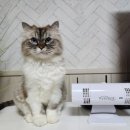 펫이좋아 이미지