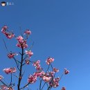 구문소 시민공원 조 | 후쿠오카여행) 후쿠오카 성터 벚꽃 명소 / 후쿠오카 가볼만한곳 마이즈루공원 봄꽃