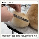 요술강아지 | 애견미용사 추천템! 언마킹 커브요술가위 사용 후기