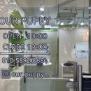 아워퍼피 이미지