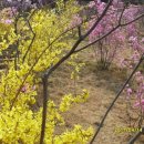 진달래유치원 이미지