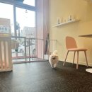 비비펫살롱 이미지