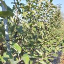 성보농원 이미지