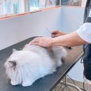 개를 미용하는 남자 이미지