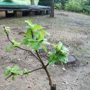 와촌가든 이미지