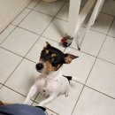2️⃣ILSC어학원, 브리즈번시티, 그리고 고양이