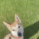 메이저 애견훈련학교 이미지