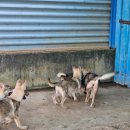 할리켄넬 이미지