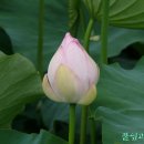 목화노래마을