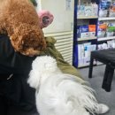 옥천동물병원 이미지