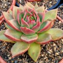 아담&이브 이미지