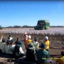 목화농장 이미지