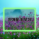 행복한 꽃 이미지
