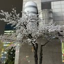 잠실준25시동물병원 | This piece it's not regular