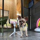 슬로우인 | 양평 슬로우인 풀빌라 R1 후기 강아지동반 재방문에도 만족한 독채펜션