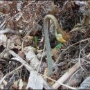 밤산농원 이미지