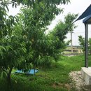 로뎀 농장 이미지