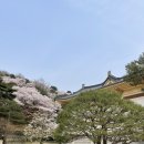 호암의원 | [용인] 호암미술관 벚꽃/도슨트/전시/주차/주차비/입장료
