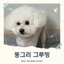 미용빌딩 | 대구 북구 사수동 애견미용 동그리그루밍 애견호텔도 운영하는 곳 여름 맞이 미용, 목욕 후기(주차O)