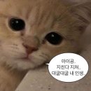 슈퍼핑 네이버블로그