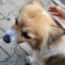 댕댕점빵 | 요즘 근황&amp;지코바 후기