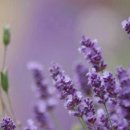 [단기강좌] 프랑스 자수 이미지