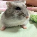 서울동물병원 - 창원시 성산구 가음로13번길 33 | 햄스터 교상 치료 과정, 동물병원 추천 - 창원 서울동물병원 후기