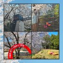 인천SK스카이뷰 정문 앞 | SK인천석유화학 벚꽃 4월7일 첫날 개화 상황