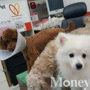 러브펫 멀티 펫샵 이미지