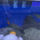 큰나무옆작은점빵 이미지