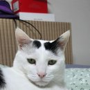 해동체육사
