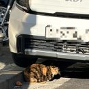 주말4 (쉑쉑/파티쉐리소나_마곡/로라스블랑_더현대/소금집/포비베이글_고터/코엑스/결혼식/브로트아트...