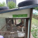 아야진동물병원 | 강원도 고성카페 시크릿블루카페 아야진해수욕장카페 뷰좋은카페