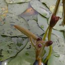 순채(蓴菜, water shield) 요리 이미지