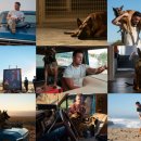 그린도그 이미지