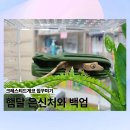 산꼭대기올라가 | 햄달 은신처 내돈내산 후기, 크레스티드게코 집 꾸미기