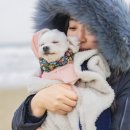 펫츠고트래블 이미지